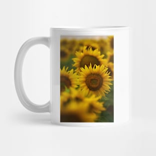 Sunflowers in closeup at sunset Mug